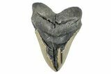 Bargain, Fossil Megalodon Tooth - Huge NC Meg #274754-1